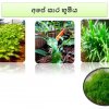 ගෙවත්ත කොත්මලේ